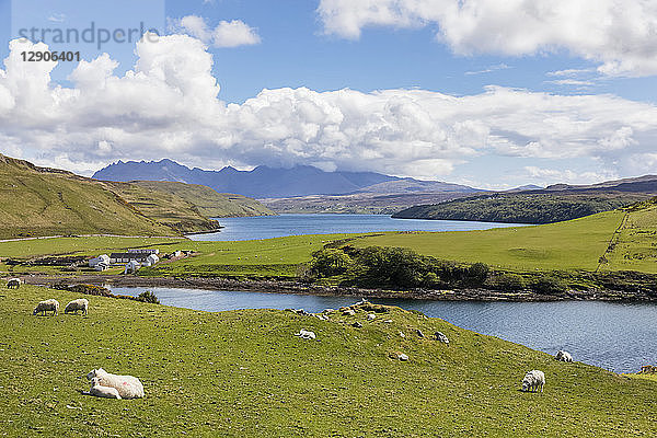 UK  Scotland  Inner Hebrides  Isle of Skye  Loch Harport  Gesto Bay  sheep on pasture