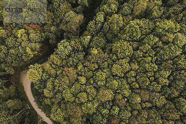 Austria  Lower Austria  Vienna Woods  Biosphere Reserve Vienna Woods  Aerial view of dirt road and forest in the early morning