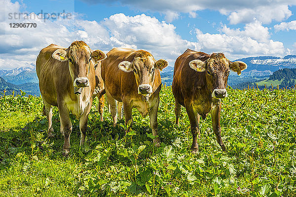 Germany  Allgaeu  dehorned brown cattles standing on an Alpine meadow