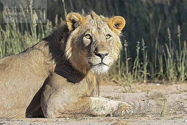 Botswana  Kgalagadi Transfrontier Park  young male lion  Panthera leo