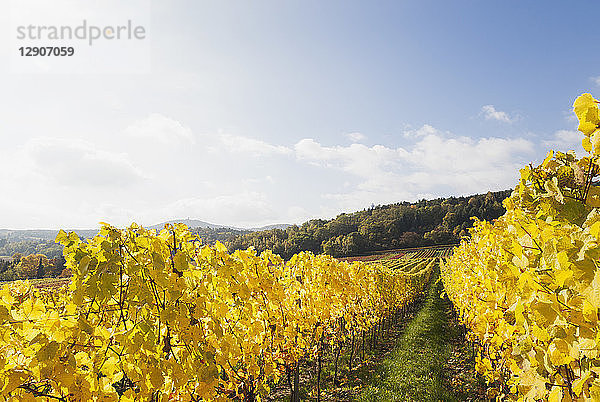 Germany  Rhineland-Palatinate  vineyards in autumn colours  German Wine Route