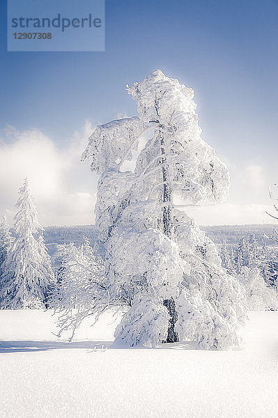 Germany  Baden-Wuerttemberg  Schliffkopf  snow-covered tree at Black forest