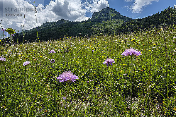 Germany  Bavaria  Swabia  Allgaeu  Tannheim Alps  flower meadow in Achen Valley near Pfronten