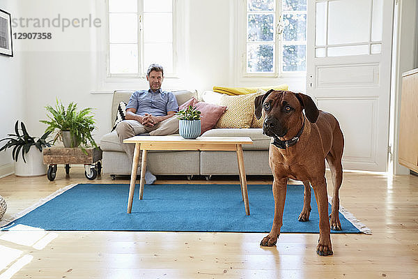 Rhodesian ridgeback standing in living room  man siting on couch in background