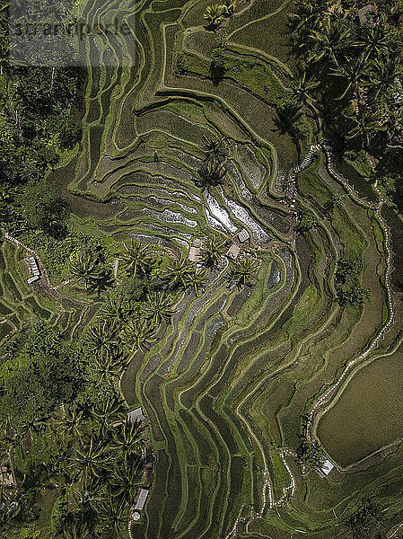 Indonesia  Bali  Ubud  Tegalalang  Aerial view of rice fields  terraced fields