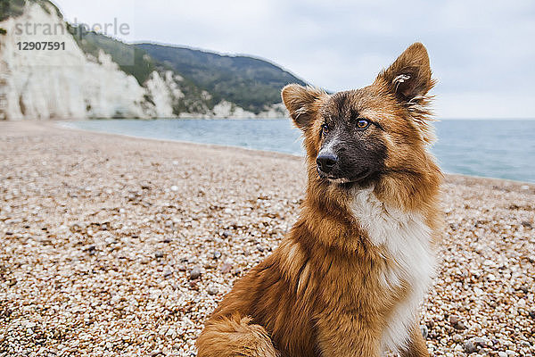 Italy  Vieste  portrait of stray dog on Vignanotica Beach
