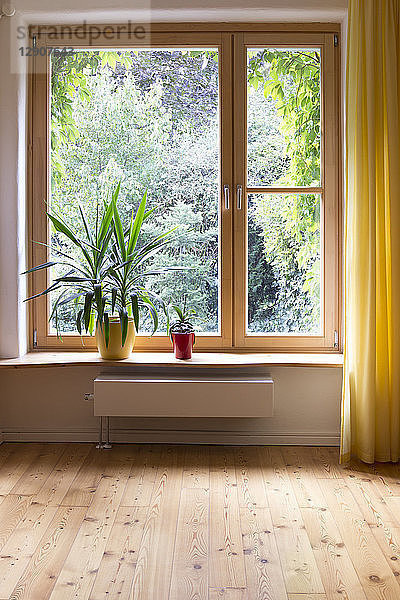 Potted plants at window sill