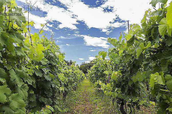 Italy  Tuscany  Monsummano Terme  vineyard