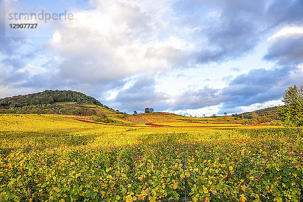 Germany  Hesse  Hessische Bergstrasse between Bensheim and Heppenheim in autumn