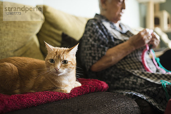 Portrait of cat on the couch with senior woman crocheting in the background