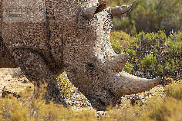 South Africa  Touws River  Cape Town  Aquila Private Game Reserve  Rhino  Rhinoceros
