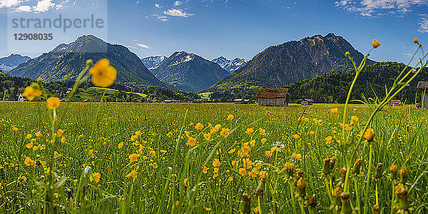 Germany  Bavaria  Allgaeu  Allgaeu Alps  Loretto meadow near Oberstdorf with flowering buttercups