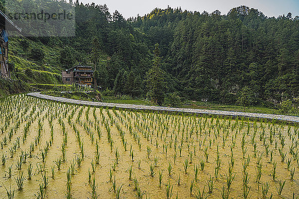 China  Guizhou  Miao rice plantation
