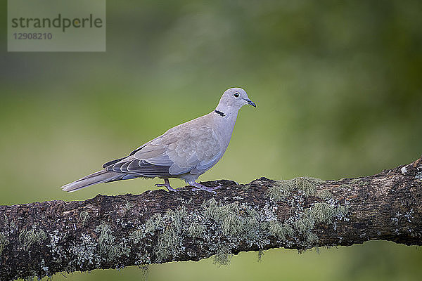 Eurasian collared dove on tree trunk