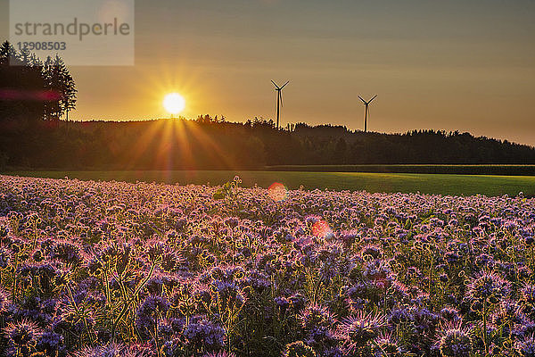 Germany  flowering scorpionweed in summer  wind park at sunset