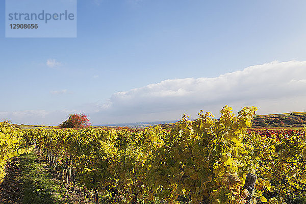 Germany  Rhineland-Palatinate  vineyards in autumn colours  German Wine Route