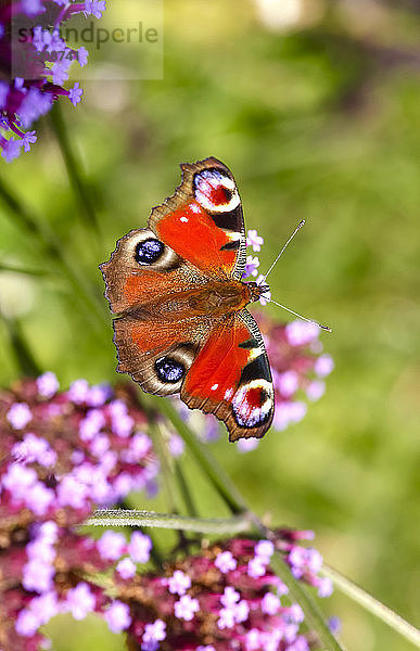 Peacock butterfly on blossom  Inachis Io
