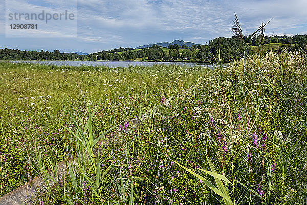 Germany  Bavaria  Bad Bayersoien  meadow at Bayersoiener See
