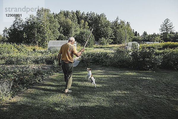 Senior man playing with dog in garden