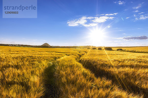 UK  Scotland  East Lothian  field of barley with tracks at sunset