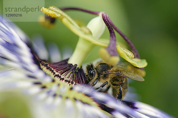 Honey bee on passion flower