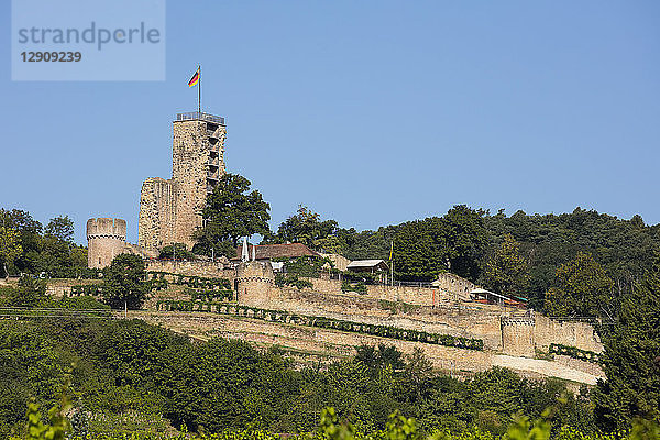 Germany  Rhineland-Palatinate  Wachenheim  Wachtenburg  ruin