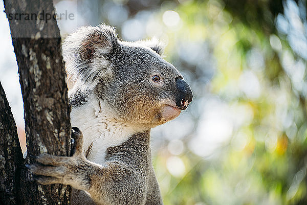 Australia  Queensland  koala climbing a tree