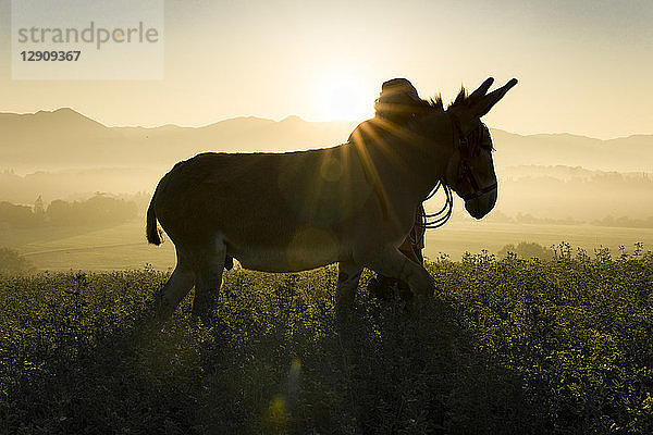Italy  Tuscany  Borgo San Lorenzo  man walking with donkey in field at sunrise above rural landscape