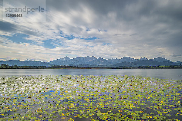 Germany  Bavaria  Allgaeu  Hopfen am See  Hopfensee with lily pads