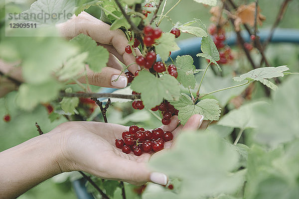 Young woman harvesting red currants