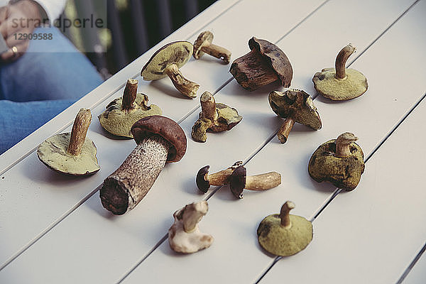 Collection of edible wild mushrooms on table