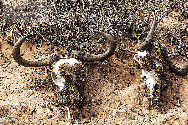 South Africa  Aquila Private Game Reserve  skulls