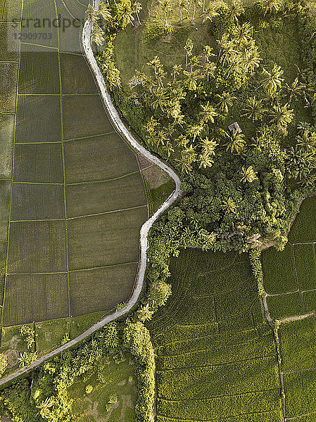 Indonesia  Bali  Aerial view of rice fields