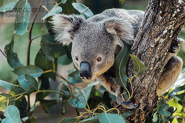 Australia  Queensland  koala perching on tree