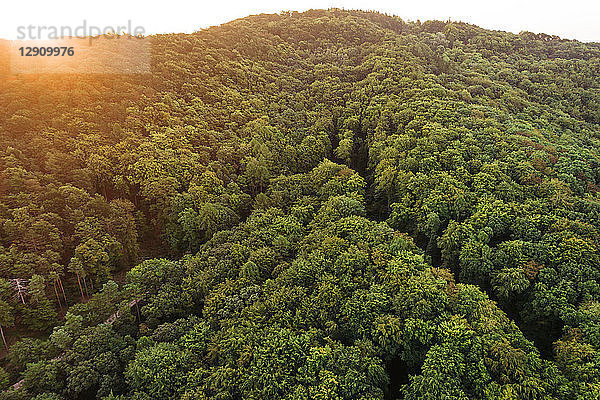 Austria  Lower Austria  Vienna Woods  Biosphere Reserve Vienna Woods  Aerial view of forest at sunrise