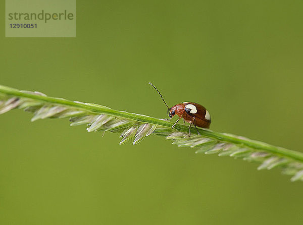 Thailand  ladybird  coccinellidae
