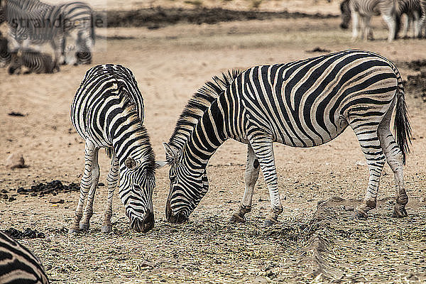 South Africa  Aquila Private Game Reserve  Zebras eating  Equus quagga