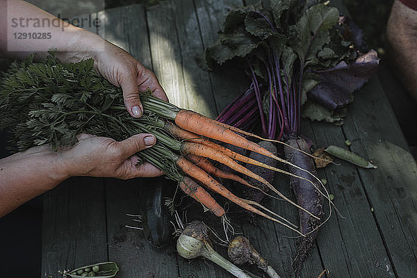 Senior woman's hands holding harvested carrots