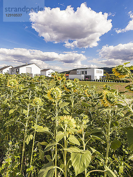 Germany  Baden-Wuerttemberg  Suessen  sunflower field and modern houses