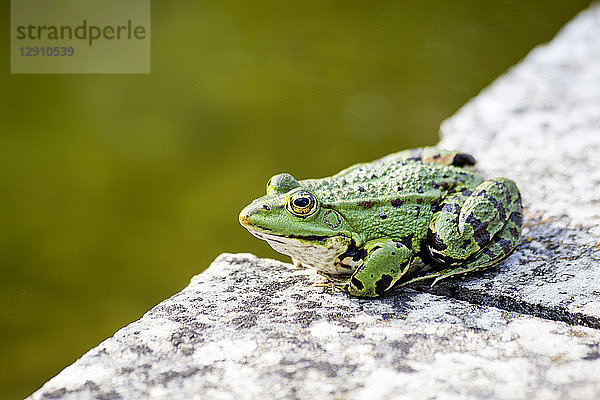 Common water frog on a wall