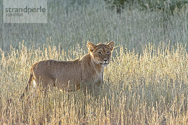 Botswana  Kgalagadi Transfrontier Park  lion  Panthera leo