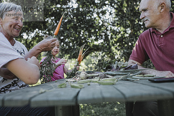 Senior couple at garden table with granddaughter harvesting carrots