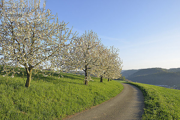 Switzerland  blossoming cherry trees on a meadow besides country road