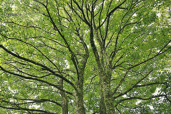 Tree branches of maple tree
