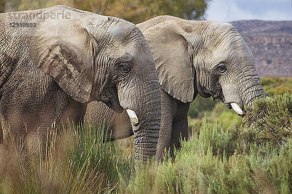South Africa  Aquila Private Game Reserve  Elephants  Loxodonta Africana