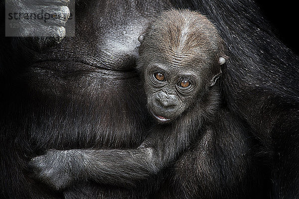 Portrait of gorilla baby in mother's arm in front of black background