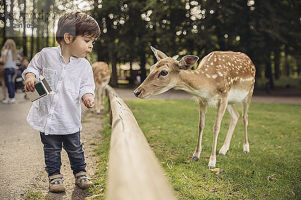 Toddler feeding roe deer in a wild park
