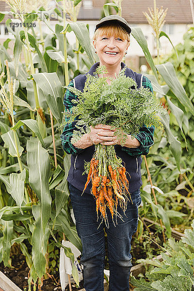 Senior woman holding freshly harvested carrots from the allotment