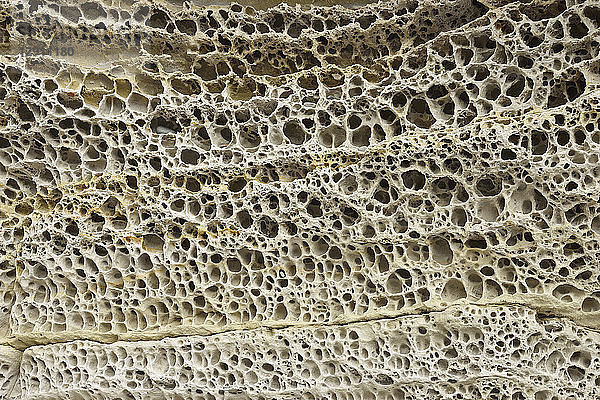 Patterns of honeycomb weathering  close-up  typical on calcareous sandstones