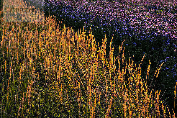 Germany  flowering scorpionweed in summer  wind park at sunset